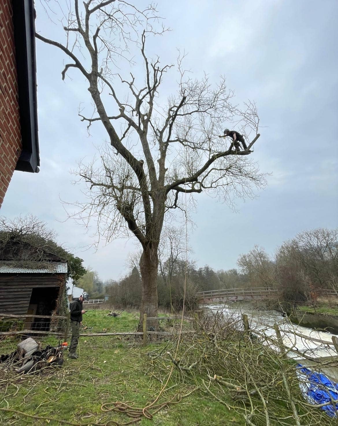 tree arborists
