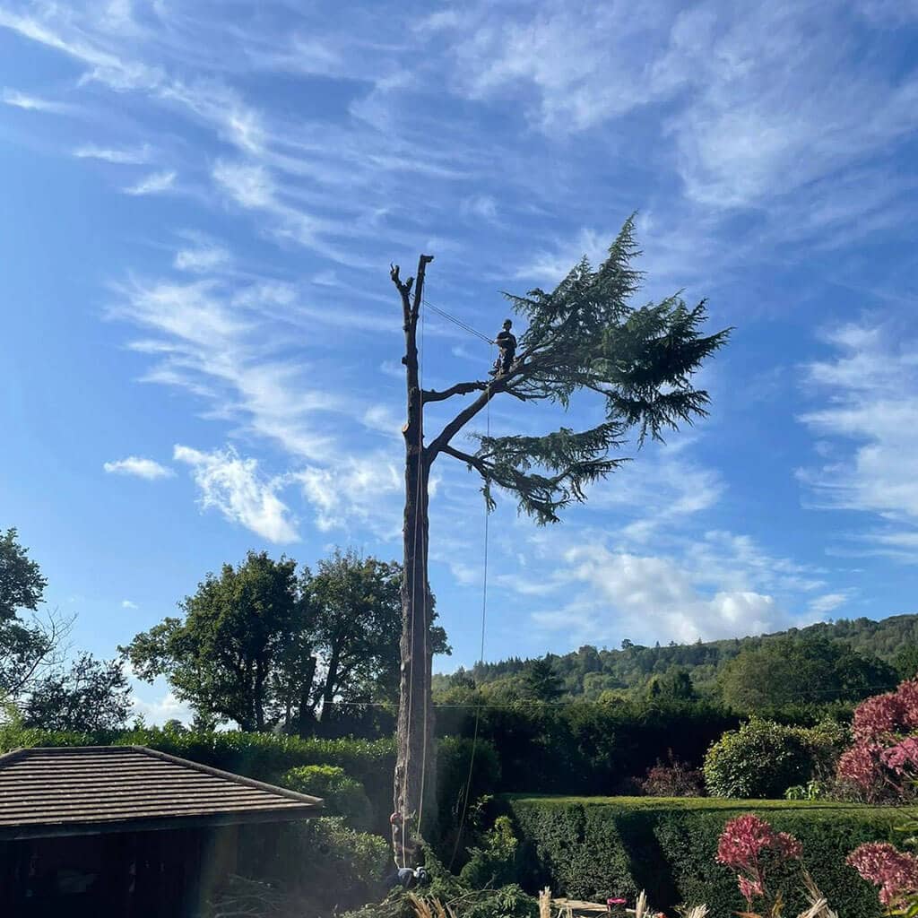 tree arborists