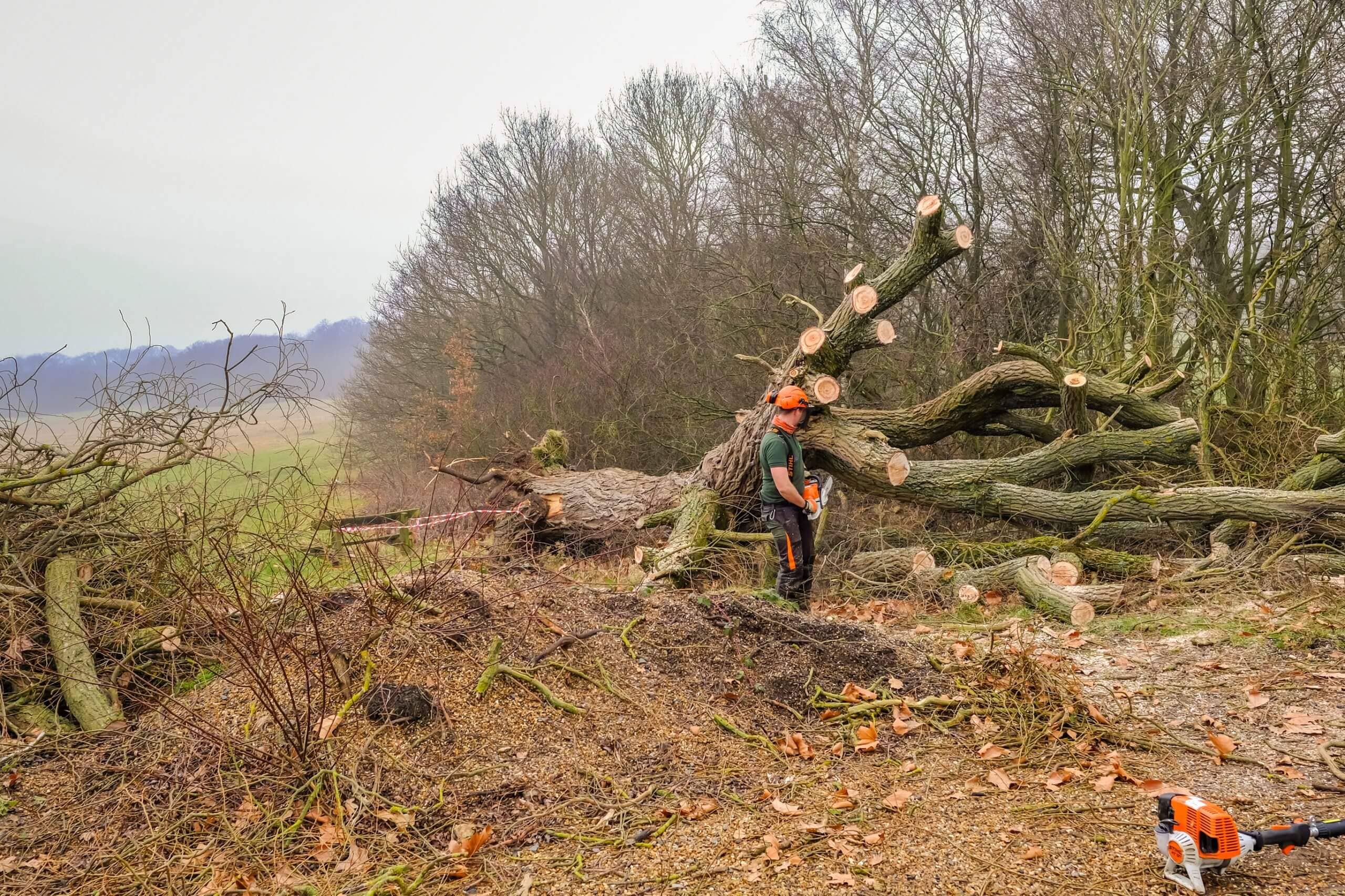 tree arborists
