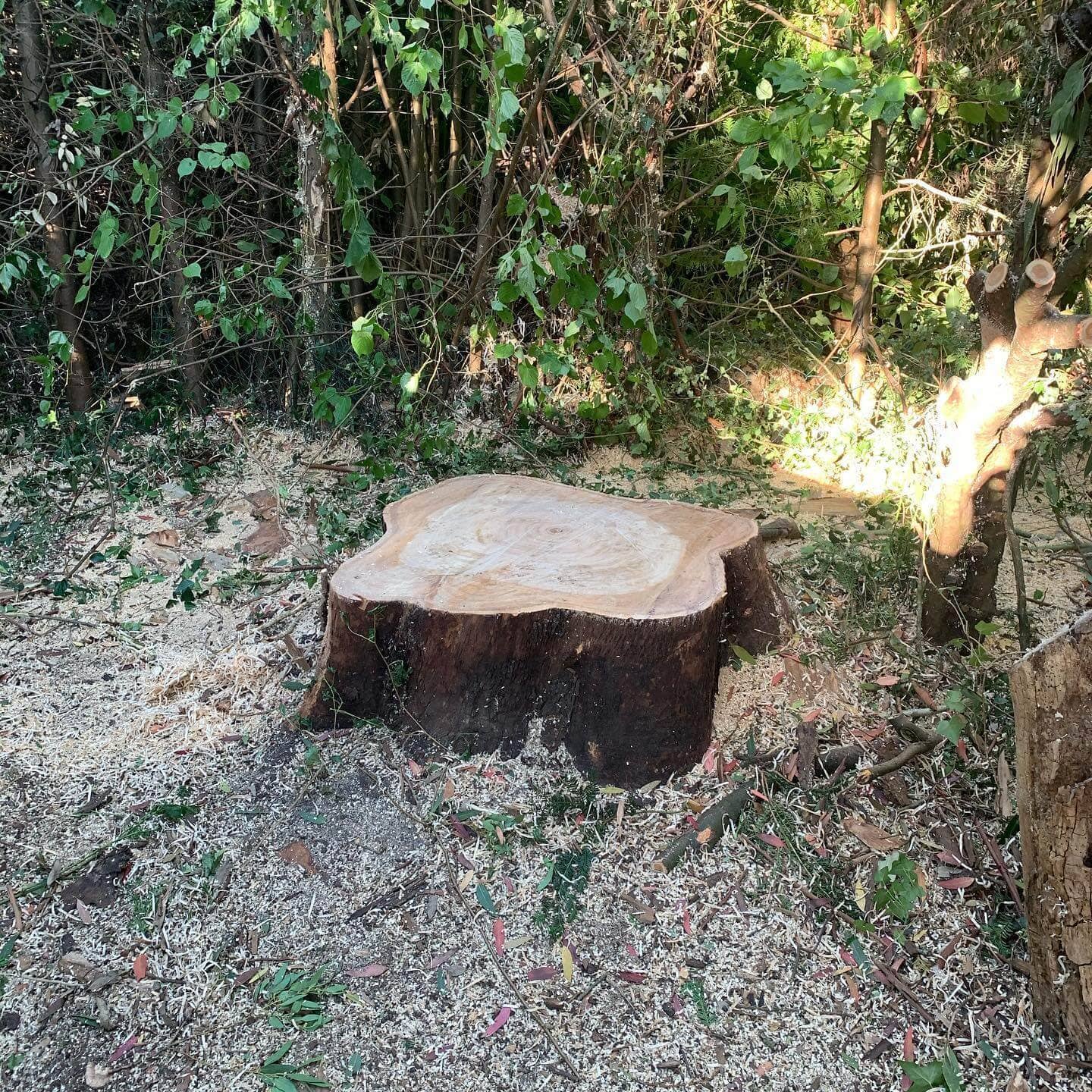 tree arborists