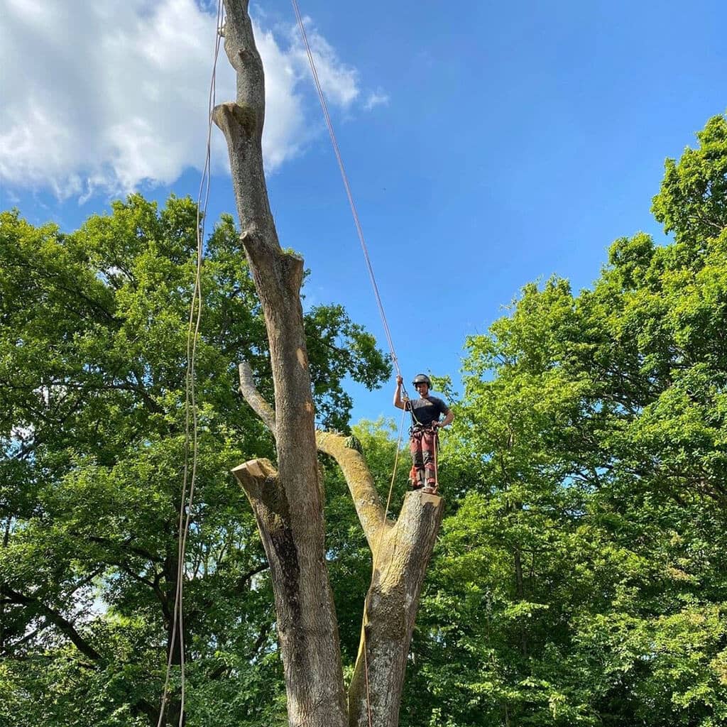 tree arborists